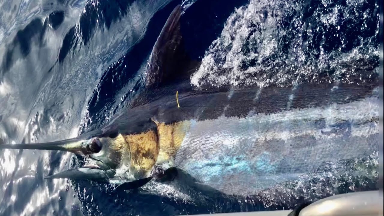 Exmouth Fishing/Gamex 2020