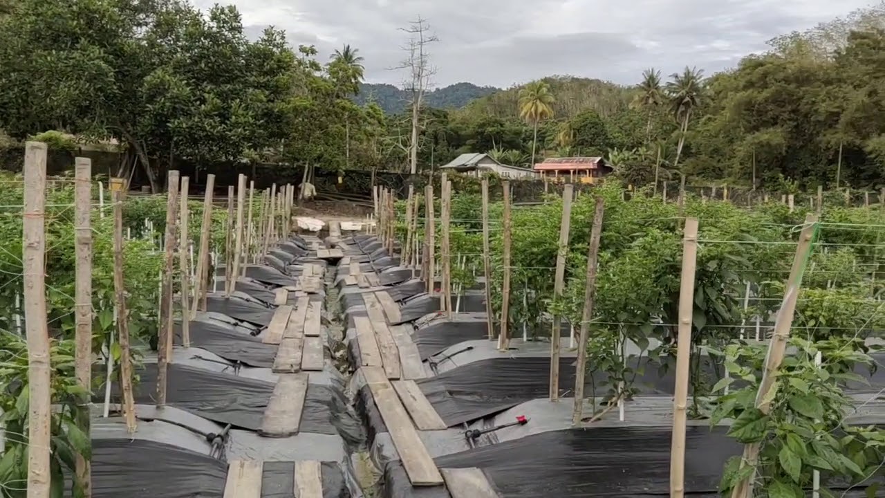 46) Semburan Kalsium Boron di musim hujan.. Elak bunga dan buah cili gugur..