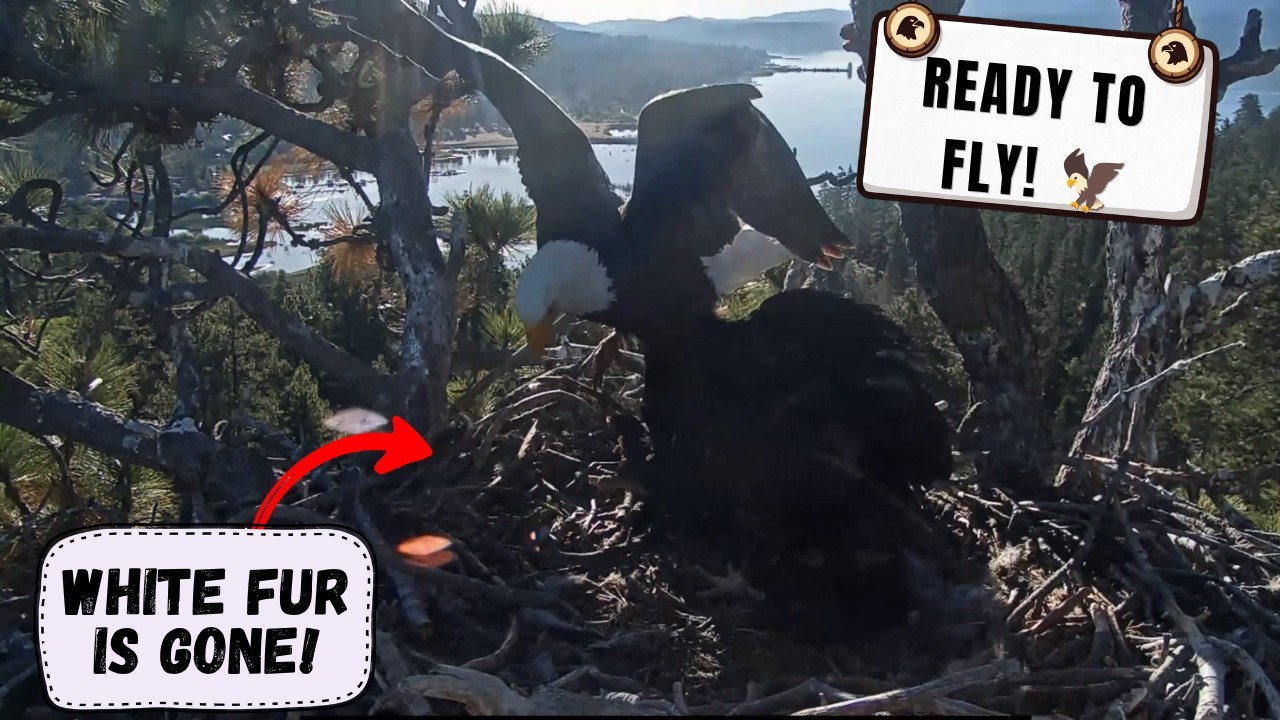 WATCH SANDY AND LUNA LOSE ALL THEIR WHITE FUR &mdash; FLEDGE-READY NOW!