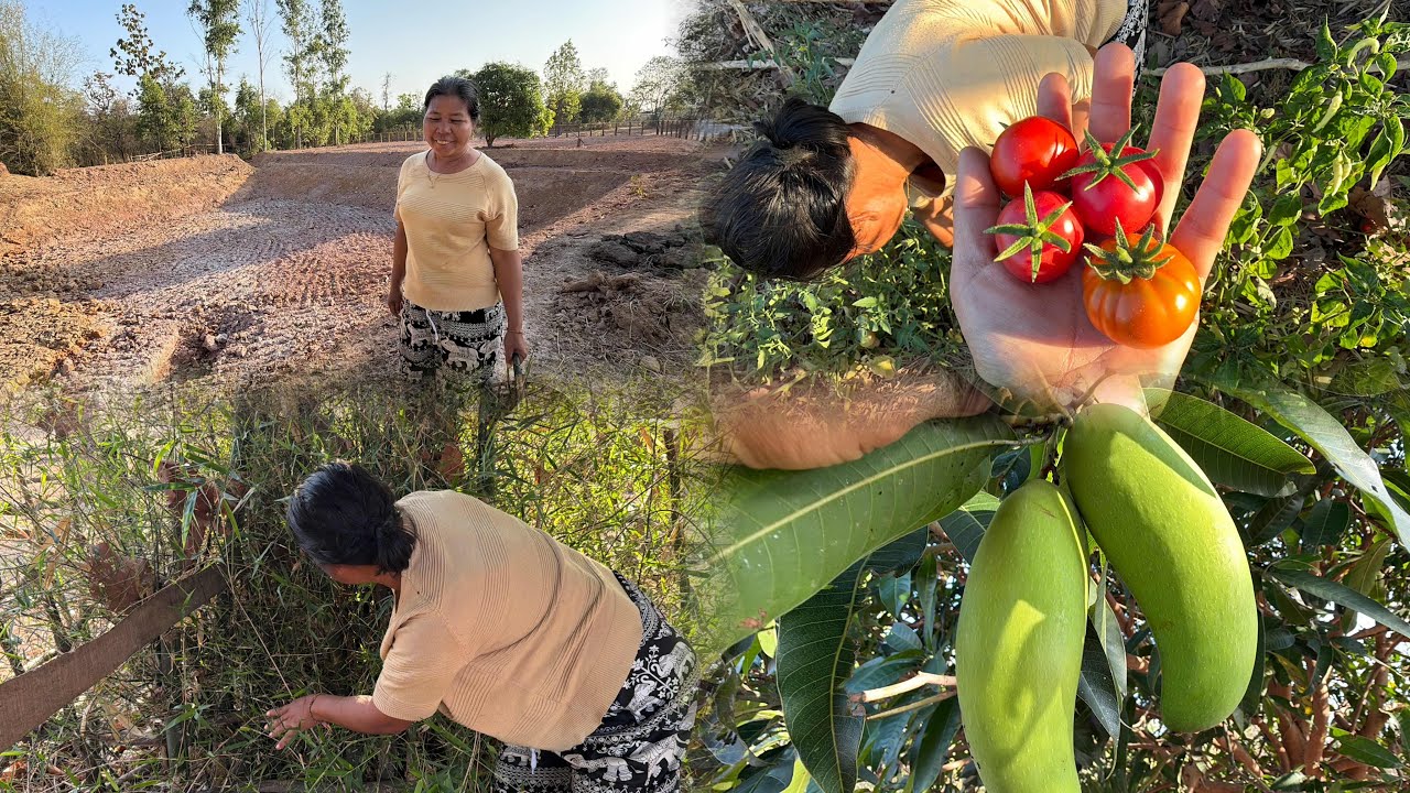 ใครชอบกิน มะเขือเทศบ้าน 🍅เลาะสวนกับสาวบุญ//เลาะดูโคกหนองนาให่มบ่าวหมี