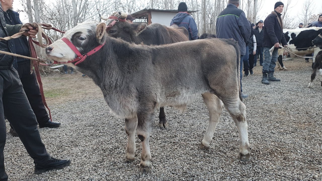 AVVAL chorva bozori SIGIRLARI va GUNOJINLARI bugungi narxlari 28 fevral 2026 yil 