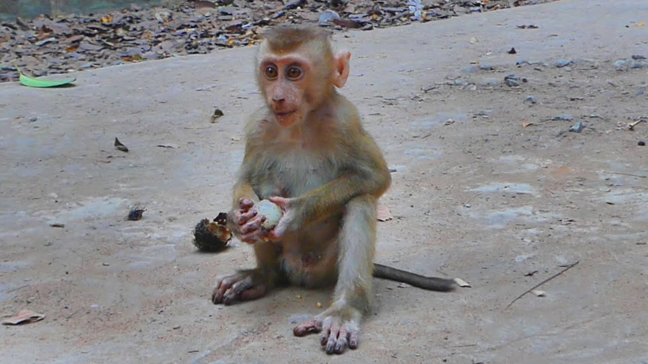 Monkey Leo looks fine and he can walk and climb well