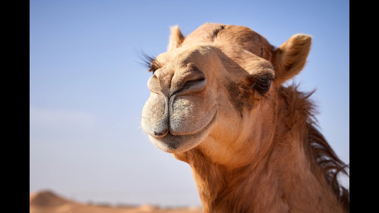 Top 5 Fun Facts About Camels 🐪