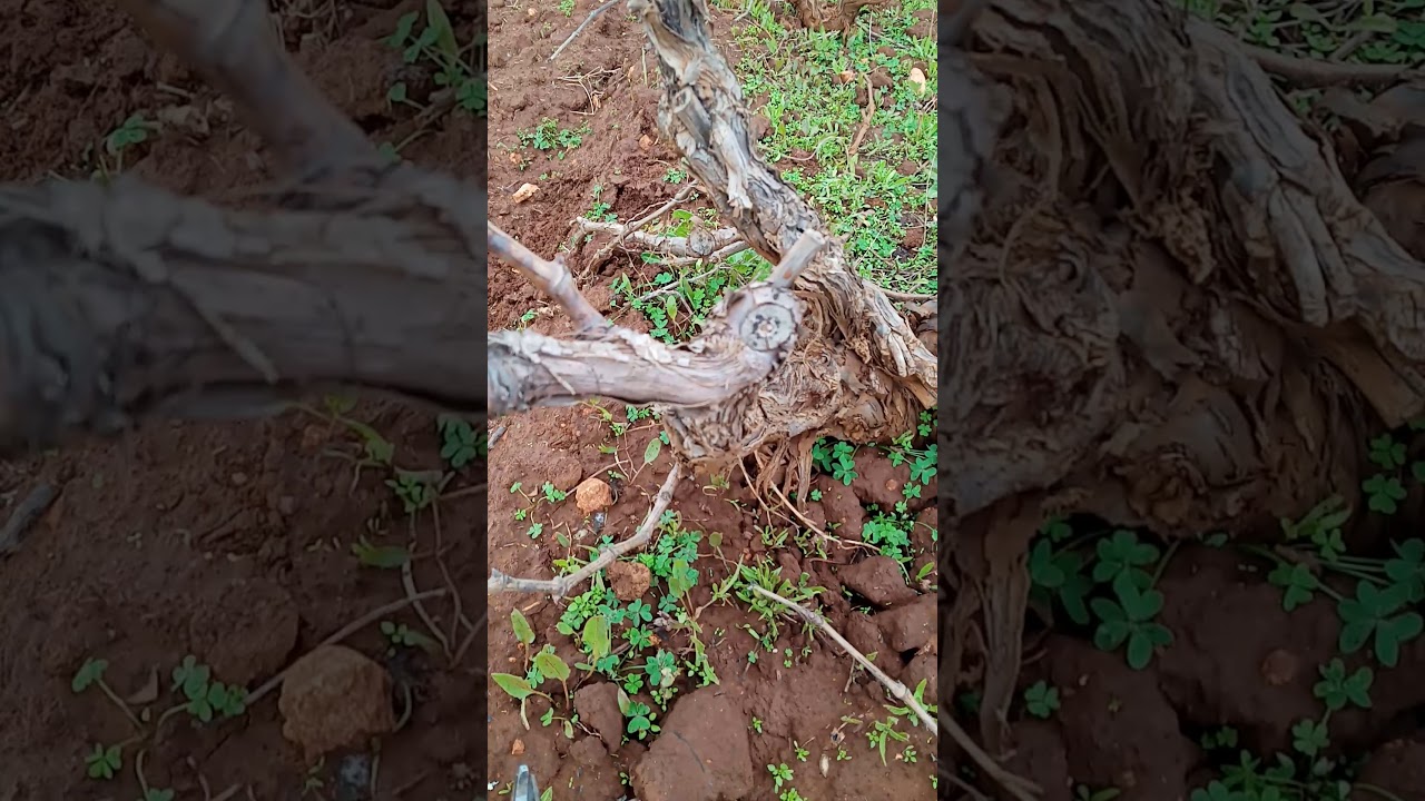 تقليم كاسي لشجرة العنب .  taille de vigne en Goblet