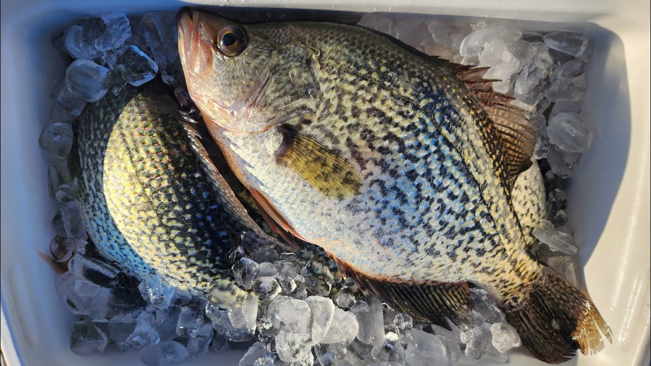 Slab Crappie Smackdown