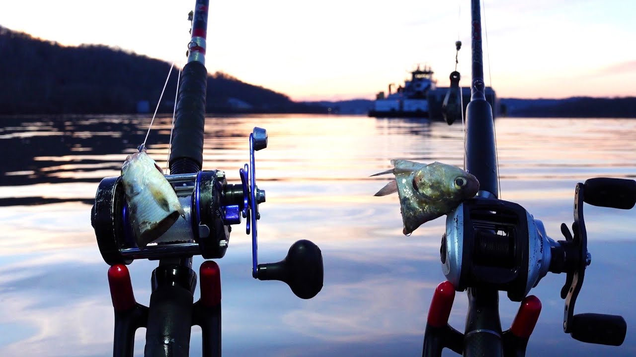 Fishing Above the Dam in February Pays off!! OH, River winter fishing.