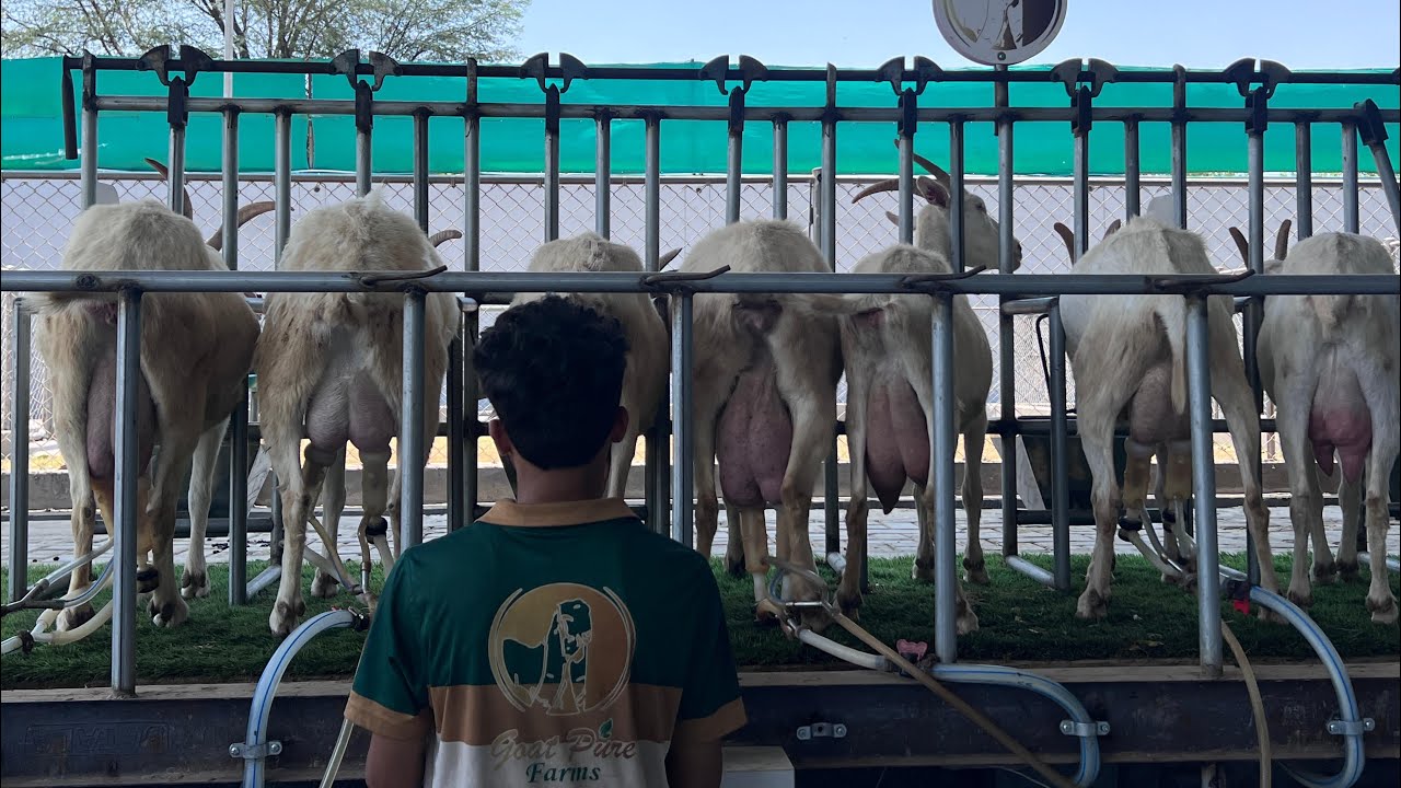 Saanen goat automized milking in Pakistan