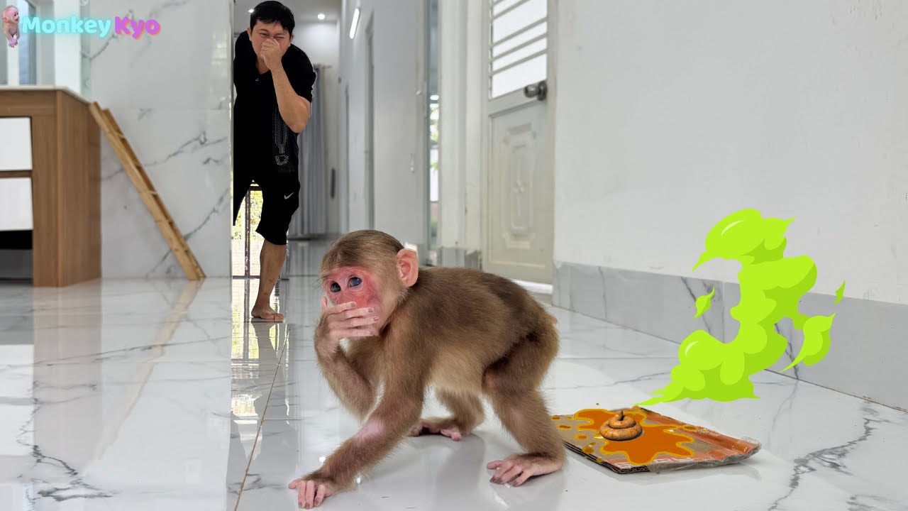 Oh no! Monkey Kyo poops everywhere for THIS reason! 😂