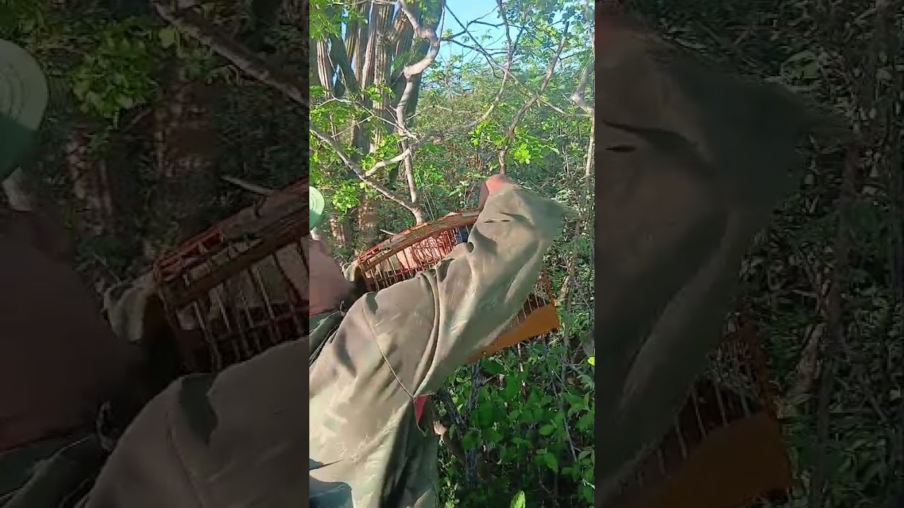 azulao Paraná forasteiro..08.03.26..7 na minha mão ✋️ ✋️ ✋️ ✋️ ✋️ ✋️ ✋️..show.