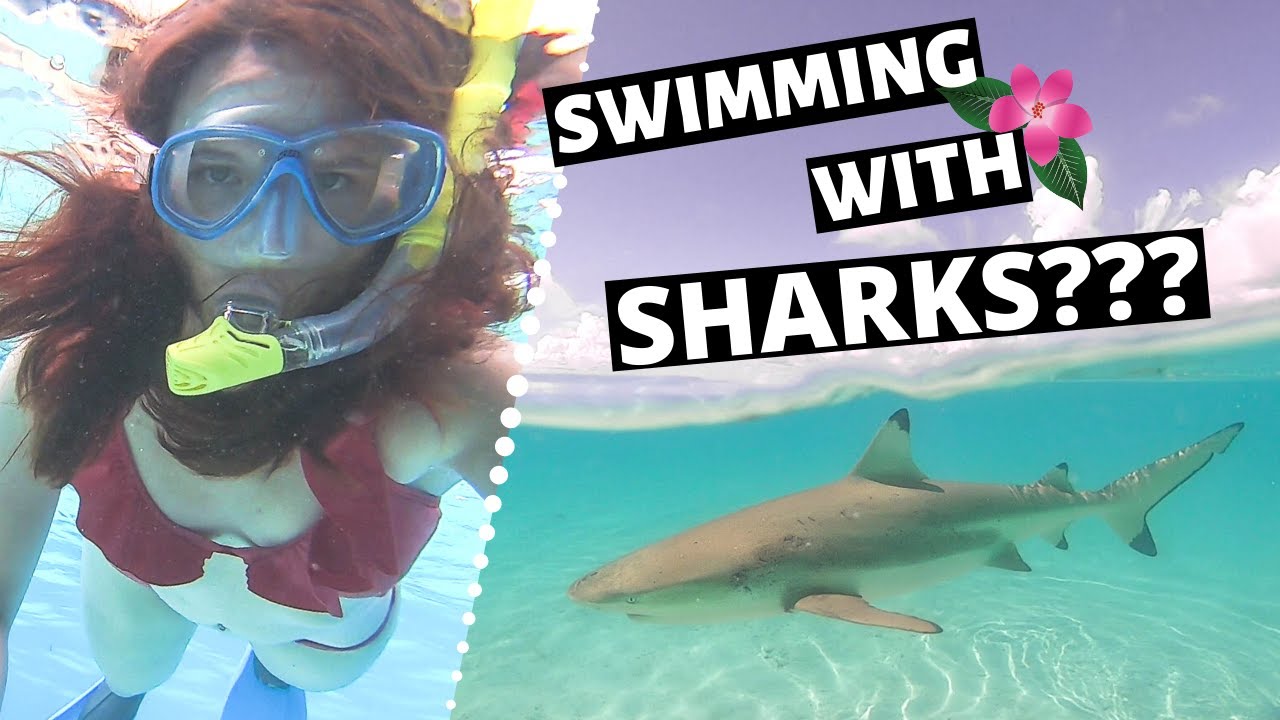 Swimming with Sharks in Moorea // Moorea Tahiti Vlog Day 4