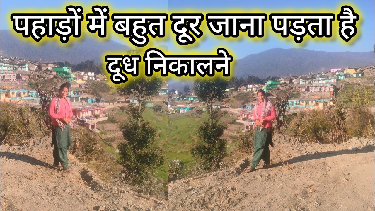 पहाड़ों में बहुत दूर जाना पड़ता है दूध निकालने के लिए #phadilifestyle @VandanaPanwar-fh1py 