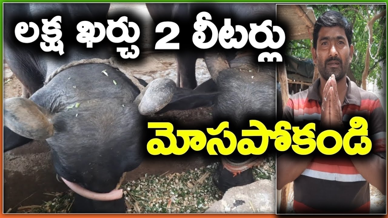 20 ఏళ్ల అనుభవం ఉన్నా మోసపోయిన| balaswamy buffaloes dairy farm|yenugonda|mallesh adla|