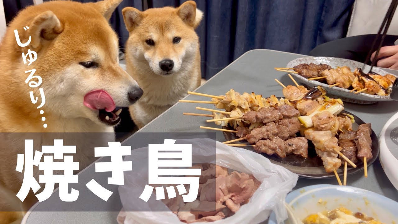 初めて食べる焼き鳥をゴリゴリ咀嚼する豆柴とお坊っちゃんな柴犬【ASMR】