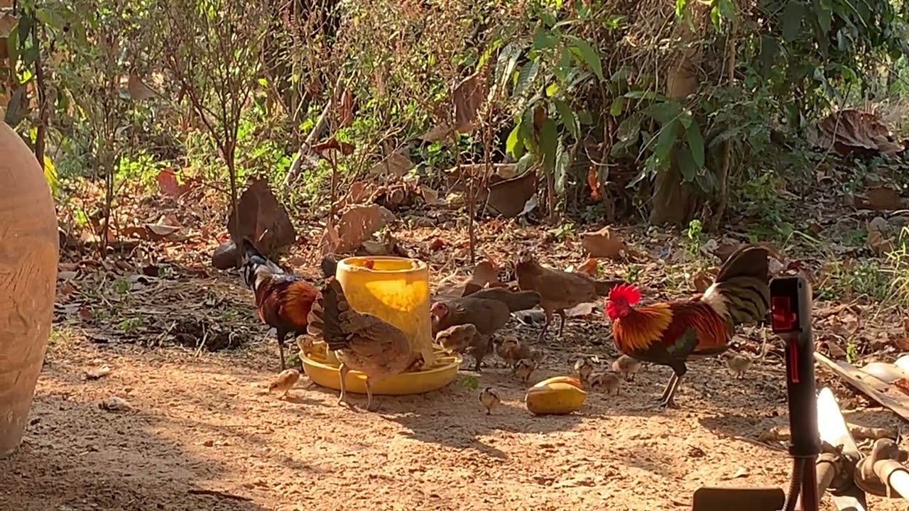 ลูกไก่แจ้30/01/69