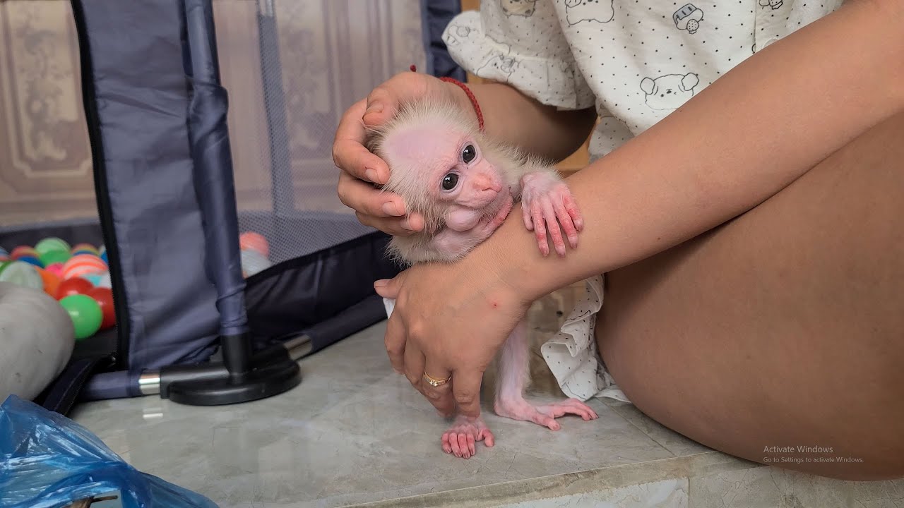 Baby monkey begged to go to the market with Mom