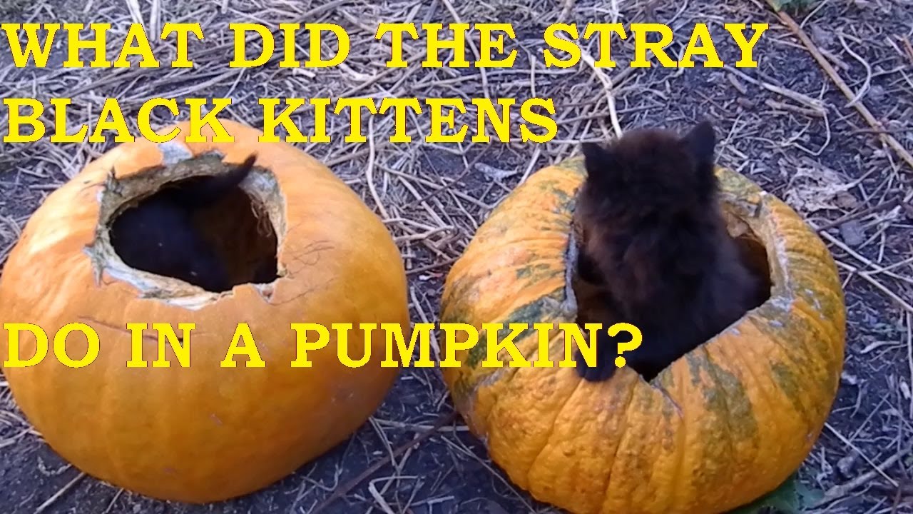 😼Что нашли приблудные черные котята в тыкве