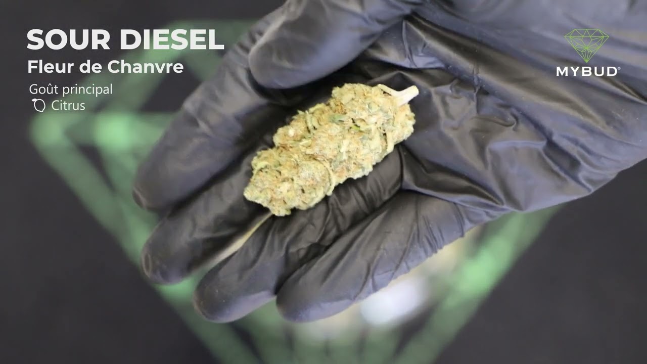 Fleur de CBD Sour Diesel - Citronn&eacute;e et Acre