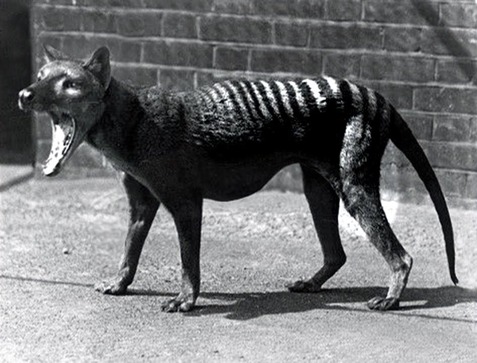 Last Tasmanian Tiger 1933