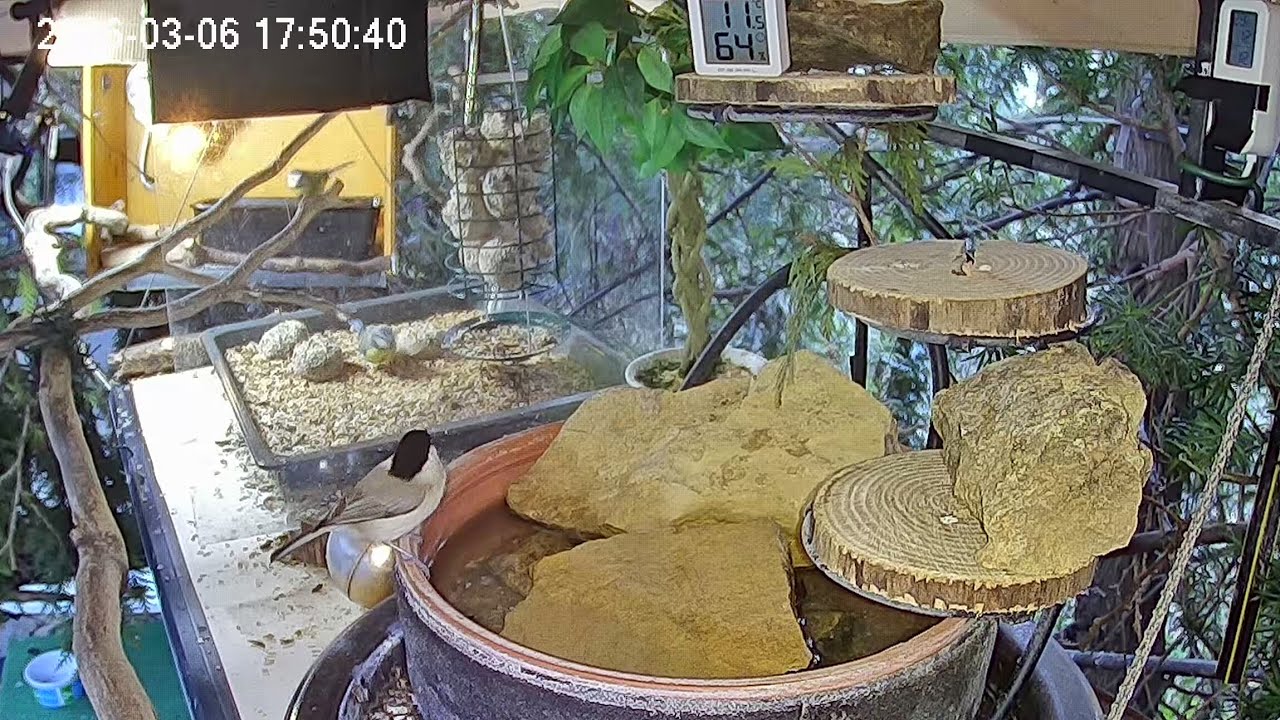 Entspannter später Nachmittag am Vogel-Spa (06.03.2026)