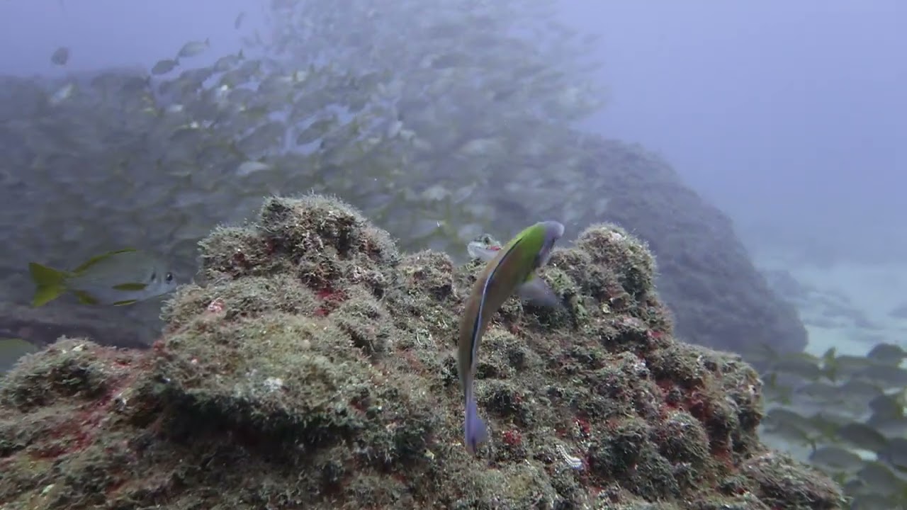 Best scuba diving in Madeira Island