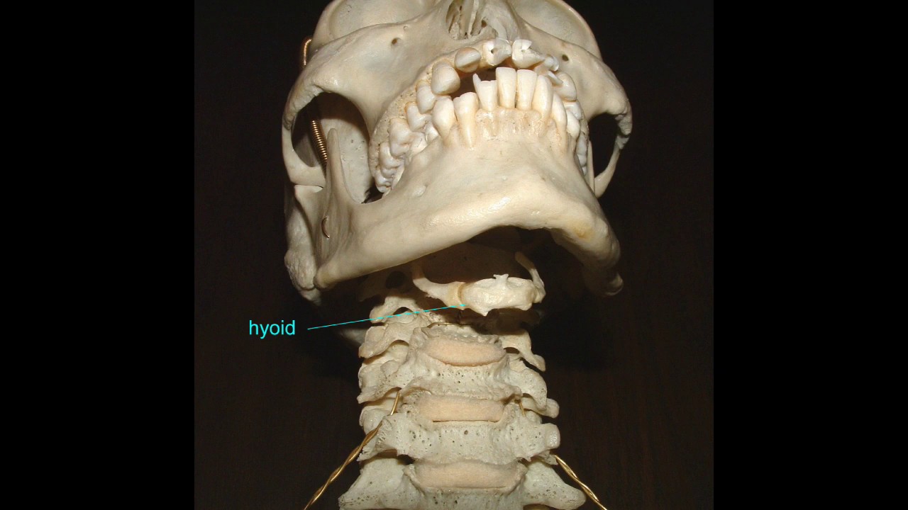 THE HYOID BONE