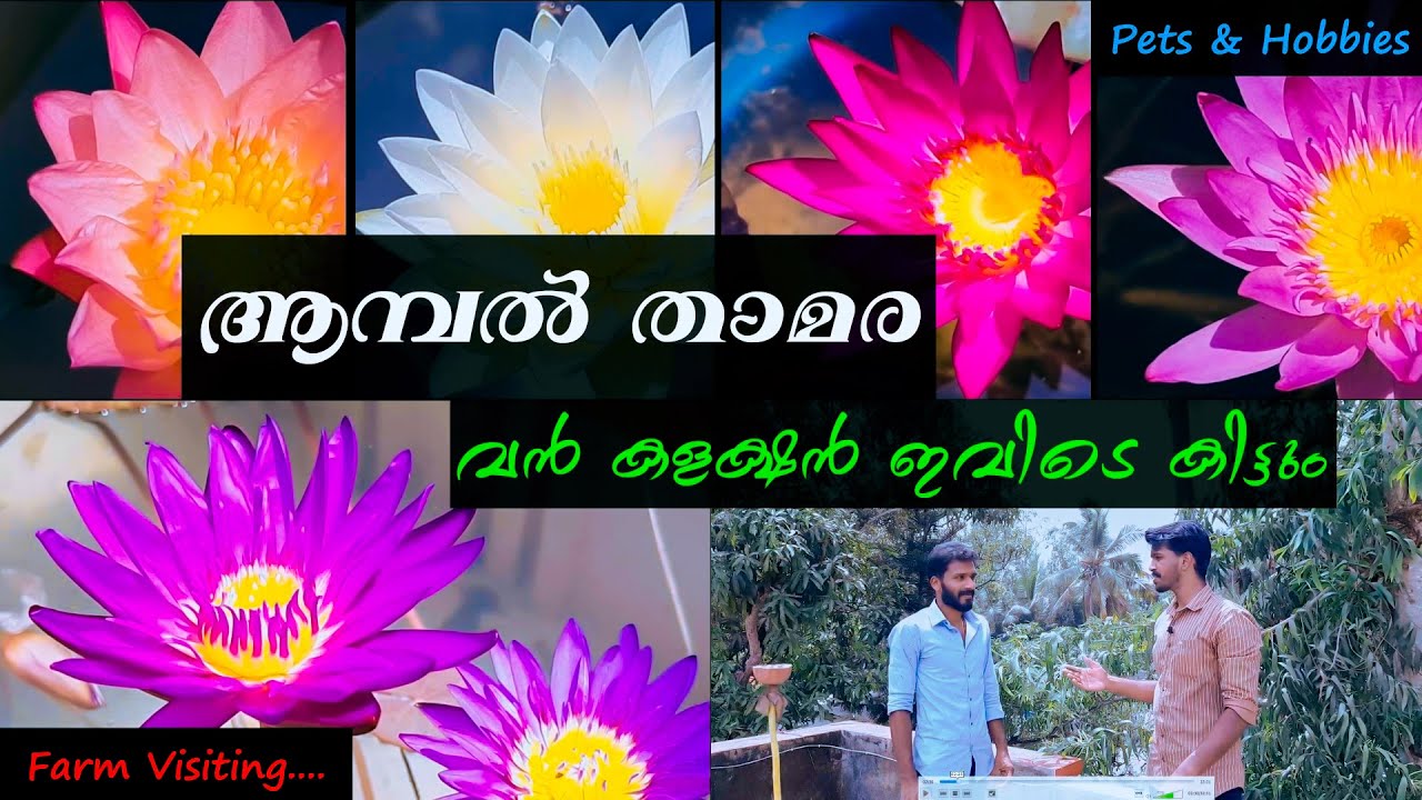 ആമ്പൽ / താമര വൻ കളക്ഷൻ ഇവിടെ കിട്ടും | Water Lily | Pets & Hobbies | Kerala Vlogs Channel |