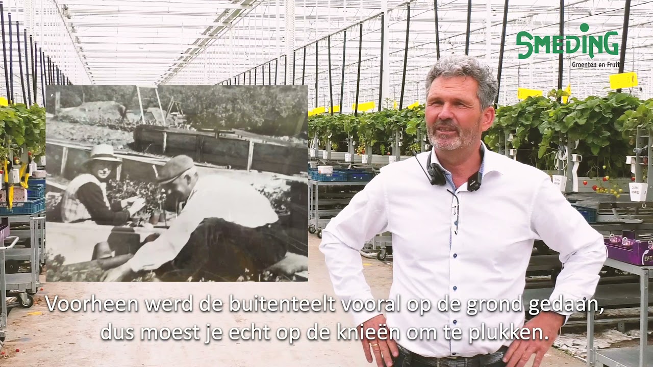Teler aardbeien - Bijna jaarrond aardbeien uit Nederland