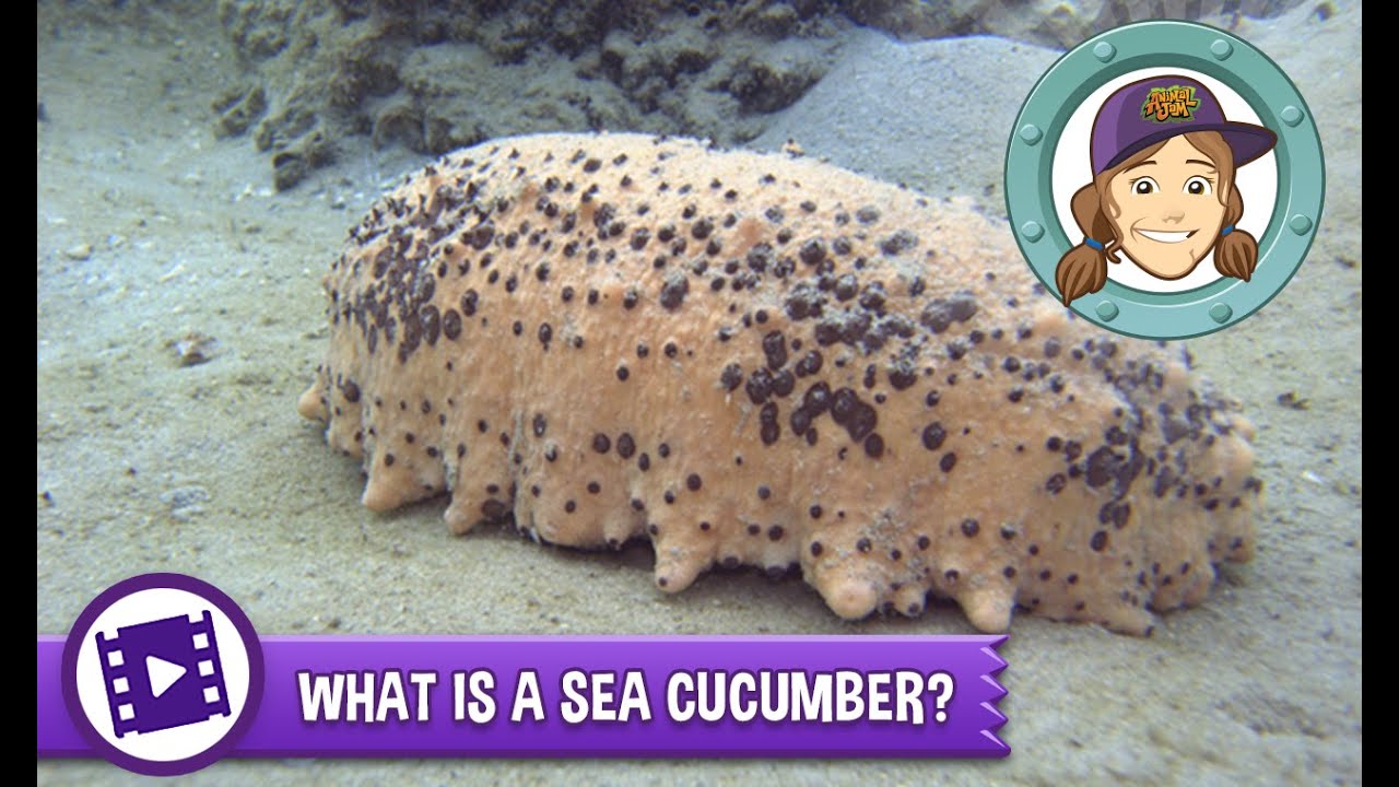 Ask Tierney - What is a sea cucumber?