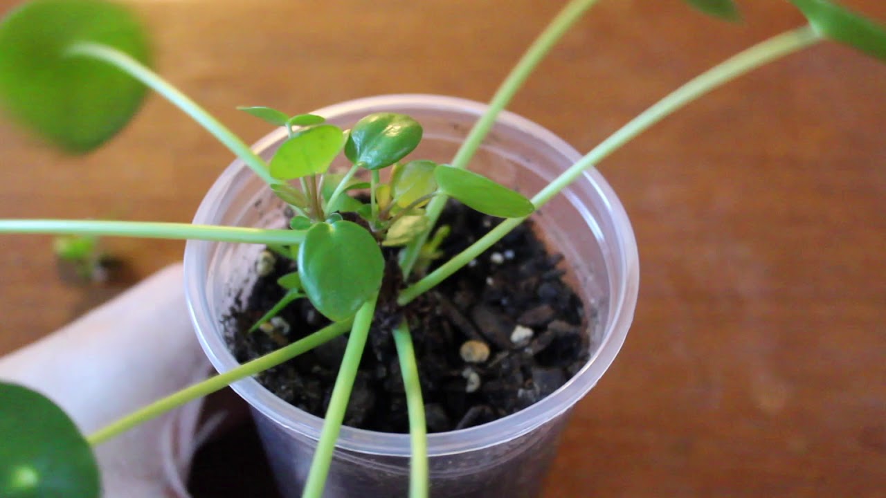 Results - Fast Propagation of Pilea Peperomioides