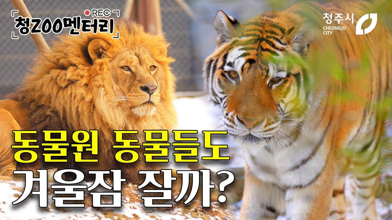 청주동물원 동물들도 겨울잠 잘까? 특별하고 이상한 동물원 이야기, 김정호 수의사