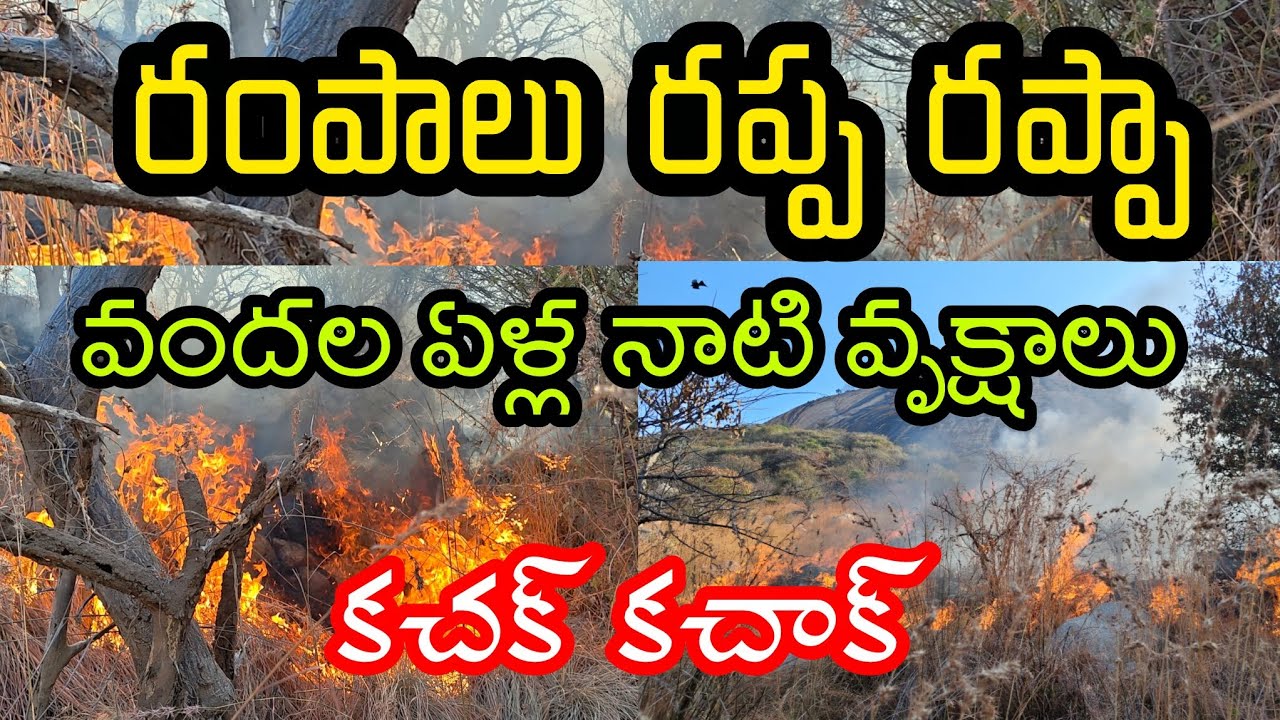 కొంతమందికి జీవనోపాధి కోసం ప్రకృతి విలవిల , నిర్లక్ష్యంగా బీడీలు సిగరెట్లు తేనెకోసం నిప్పు పెట్టడం...