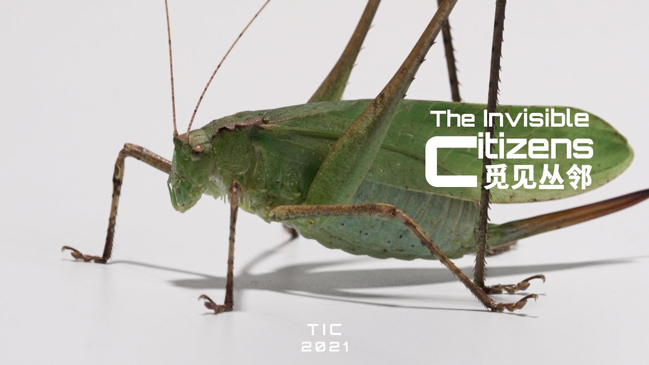 如何分辨蝗虫、螽斯、蚱蜢、蟋蟀、蝈蝈、蛐蛐、纺织娘|觅见丛邻The Invisible Citizens