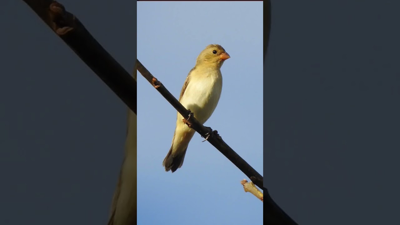 FEMEA DE BIGODINHO CHAMANDO PARA FOGUEAR SEU BIGODE #aves #p&aacute;ssaros #bigodinho #bigodinhocantando