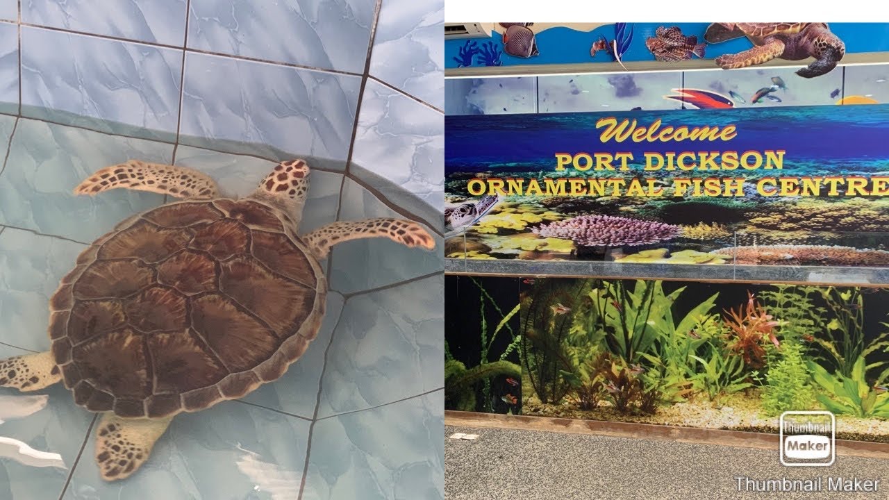 PUSAT IKAN HIASAN PORT DICKSON (ORNAMENTAL FISH CENTRE)/ pinay in seremban💜