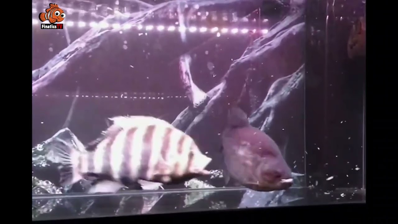 Black Piranha vs Zebra Tilapia 💯👌