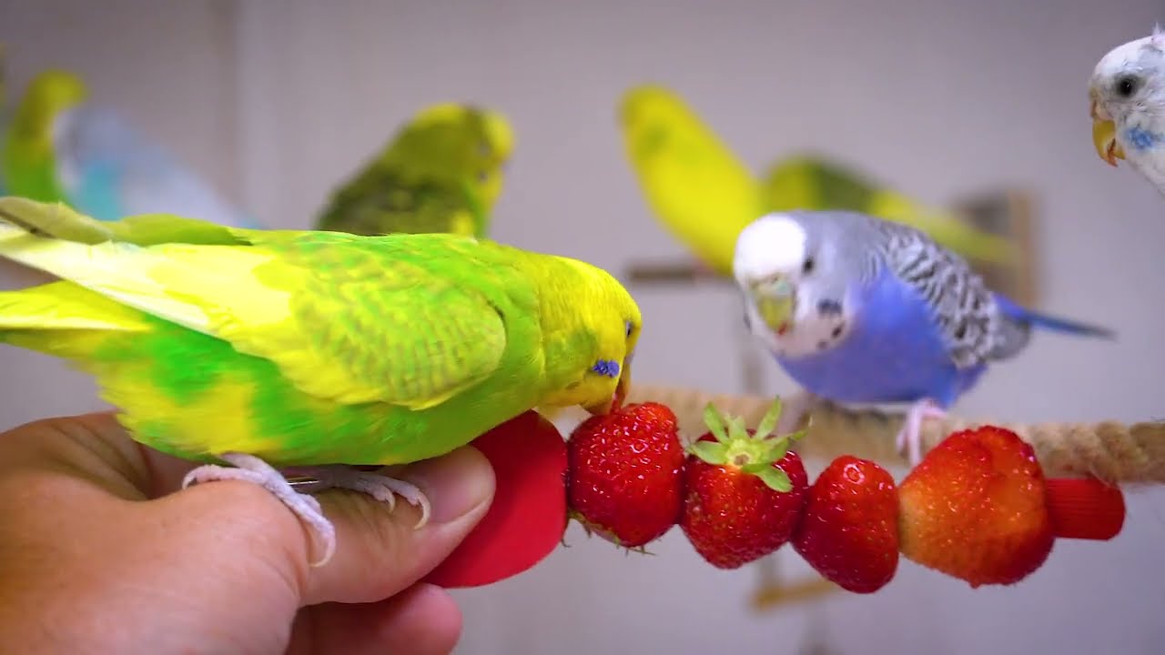 2 Hours Be Happy like Budgies  - Budgie sounds