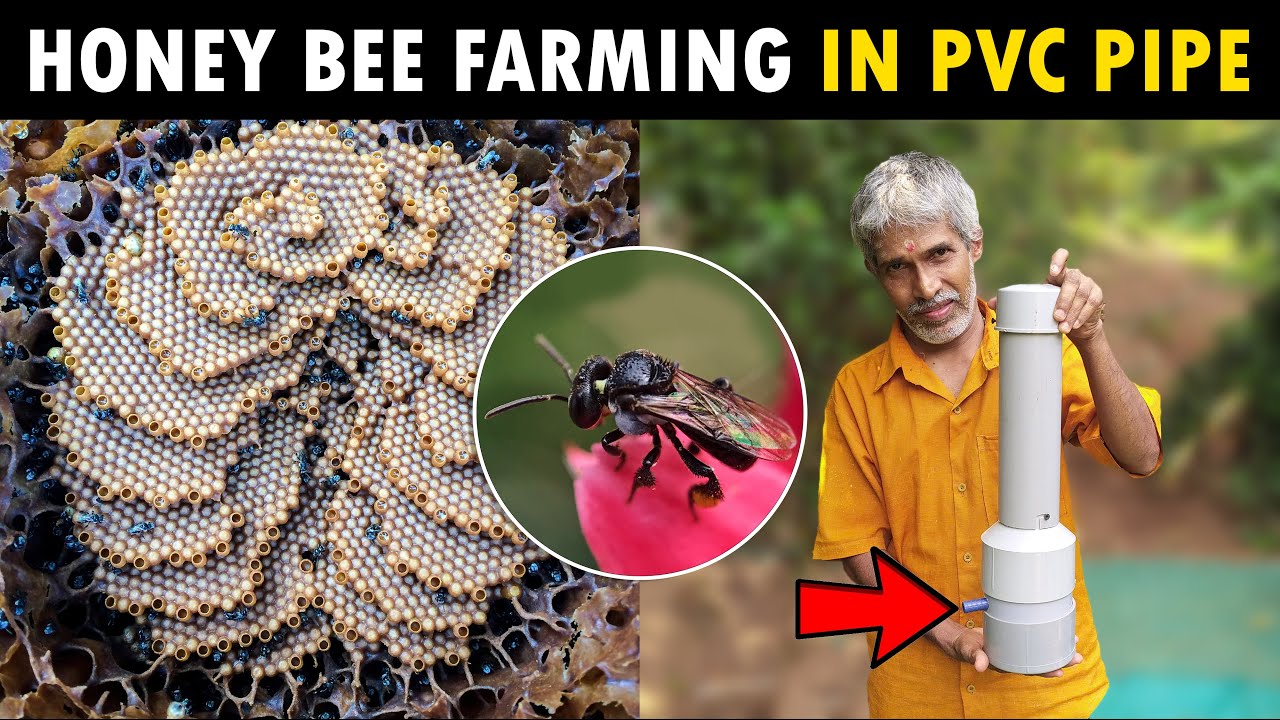Stingless Honey Bee Farming in PVC Pipe | Meliponiculture / Apicuculture | Beekeeping in Pipe