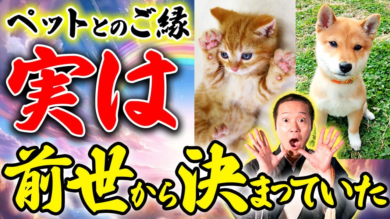 亡くなったペットとの出会いは必然だった？亡くなったペットがあなたを選んだ理由【魂 ご縁 魂レベル 前世 輪廻転生】