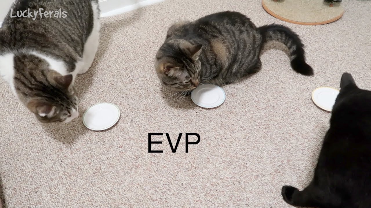Electronic Voice Phenomenon EVP Caught On Camera - Ghost Voice