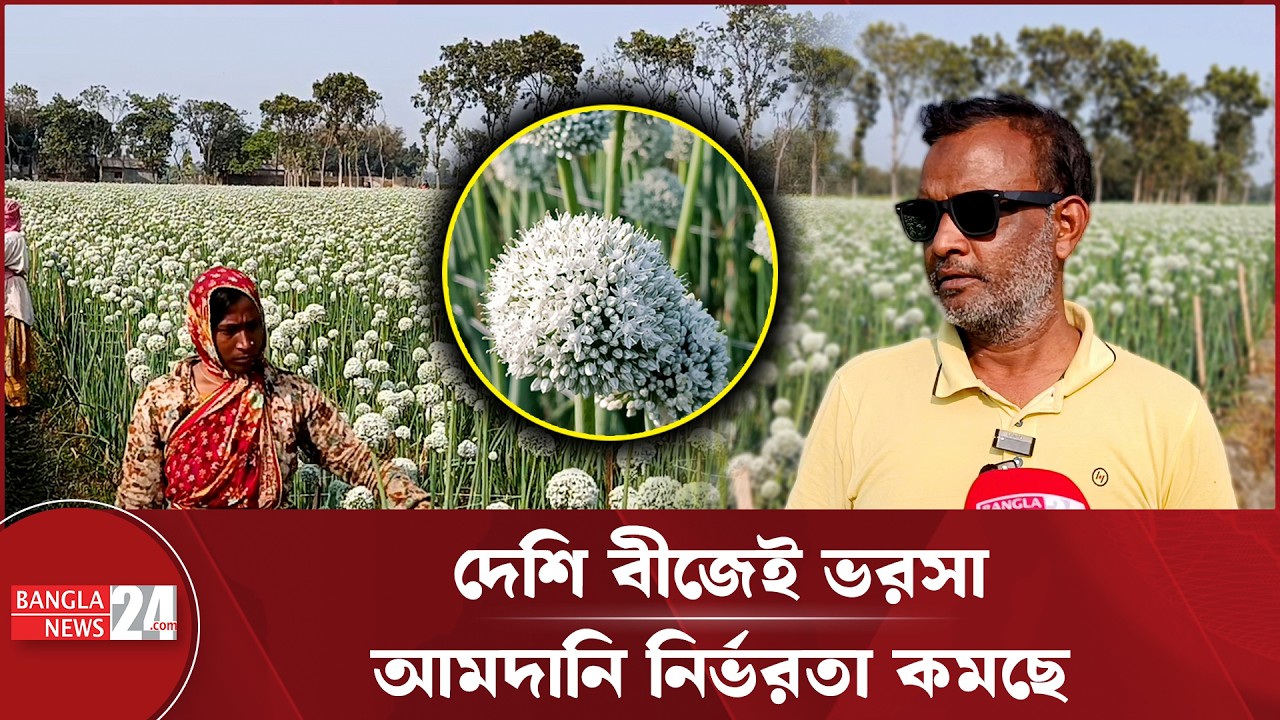 পেঁয়াজ বীজে তিনগুণ আবাদ,কৃষিতে নতুন দিগন্ত | Onion Seed Farming
