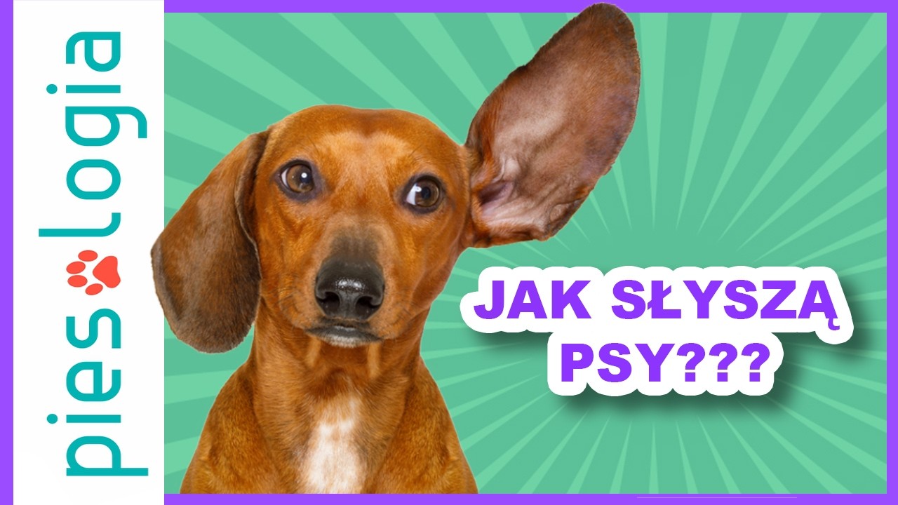 Jak słyszą psy?