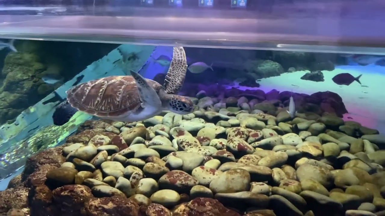 SEA LIFE Kelly Tarlton's