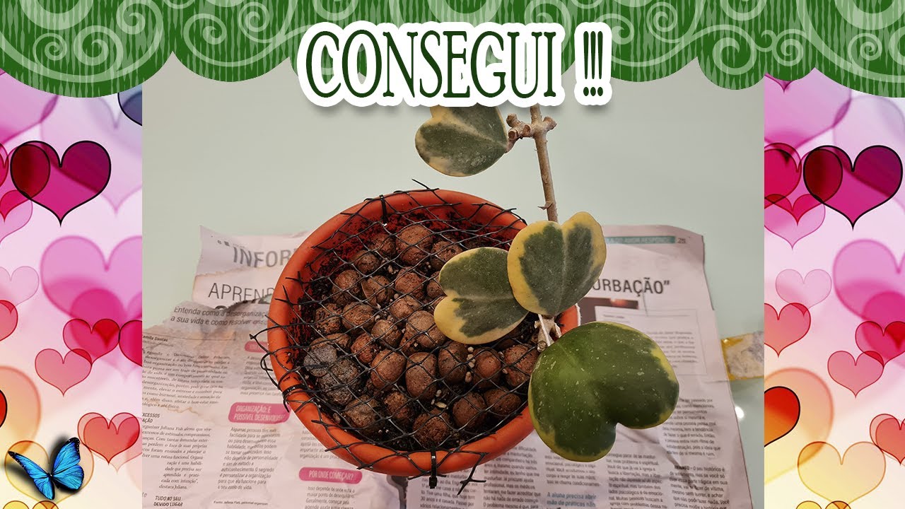 HOYA KERRII VARIEGATA - FLOR DE CERA CORAÇÃO