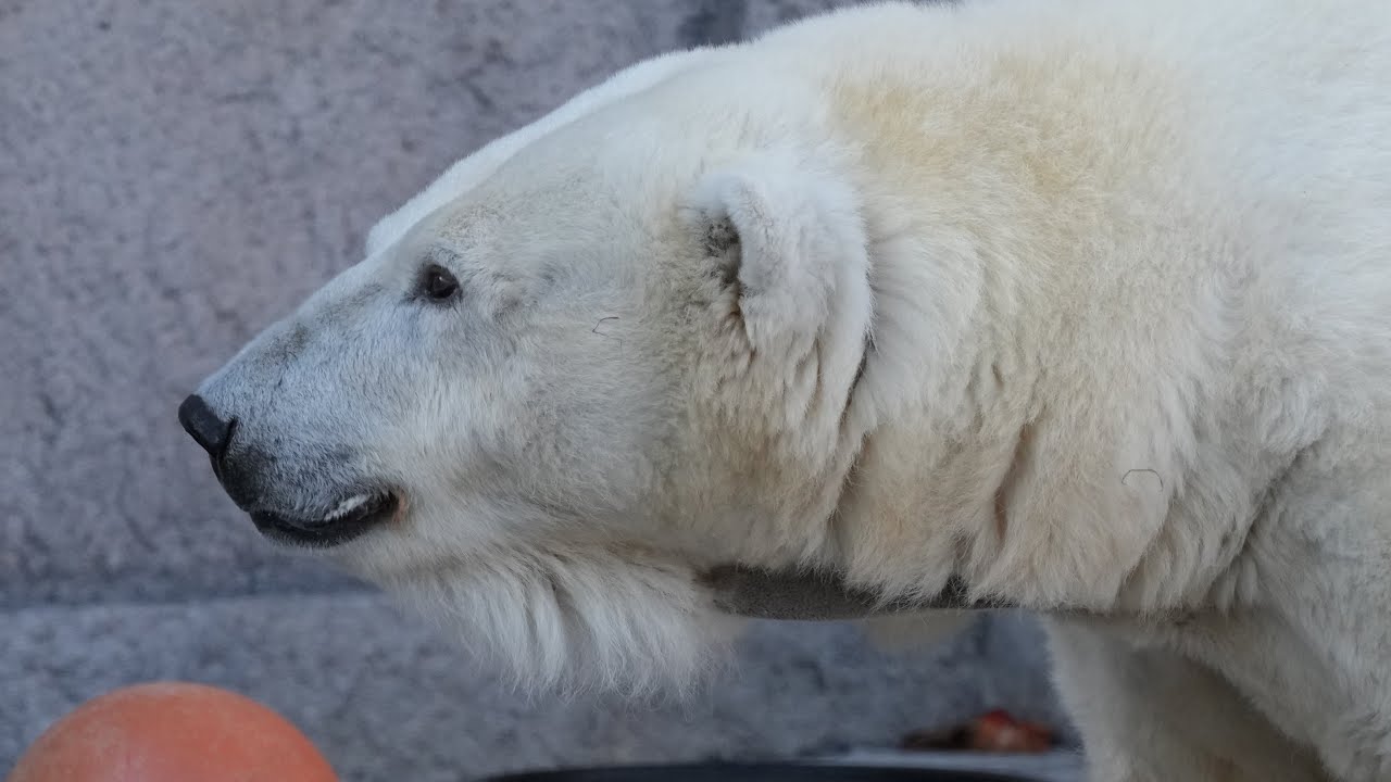 2025 11 20 円山動物園 リラ ララ