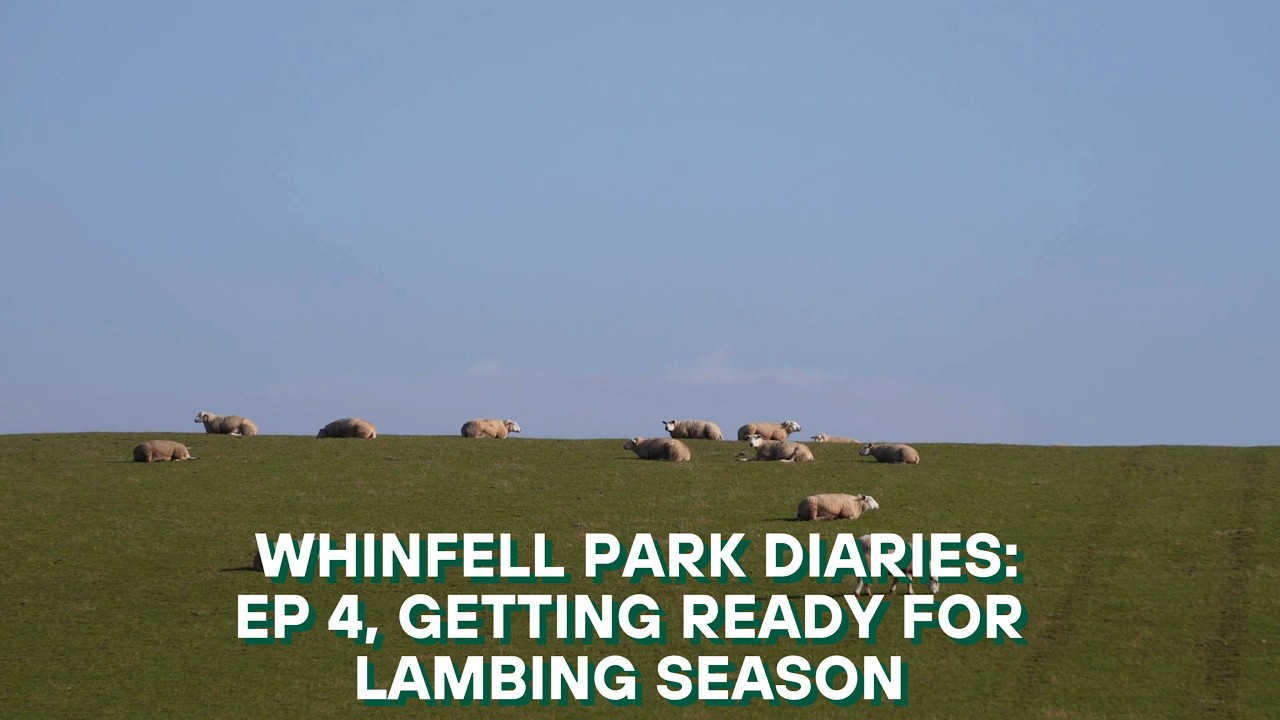 Whinfell Park Diaries: Episode 4, Getting ready for lambing season