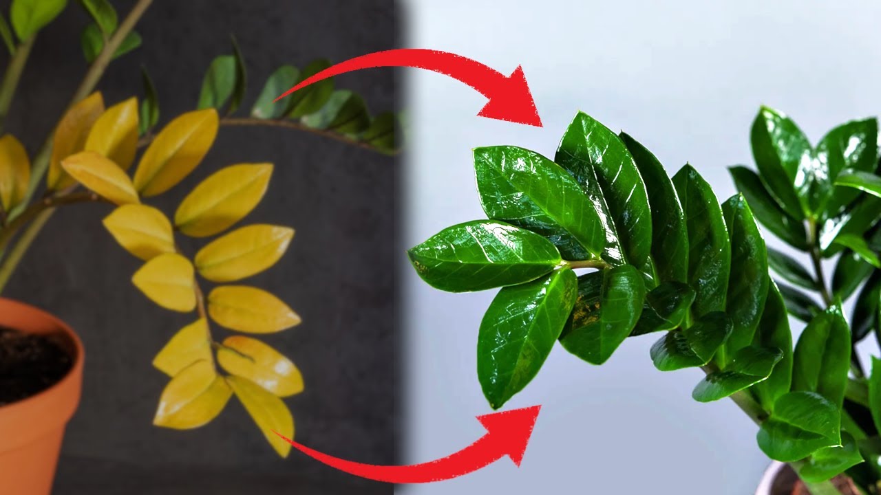 ЭТО Спасет Долларовое Дерево! 🍃 Узнай, Почему Желтеют Листья у Замиокулькаса?! 🍂