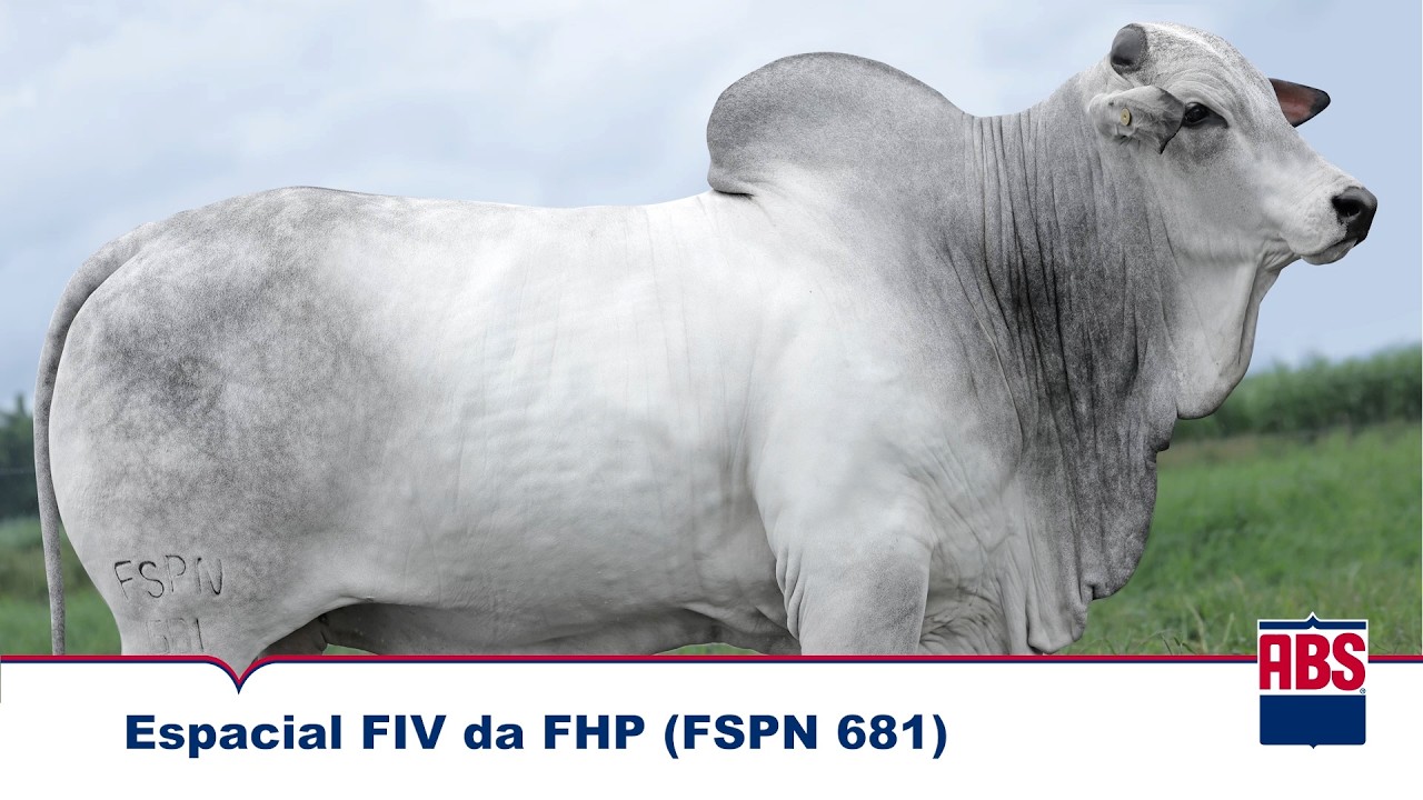 ESPACIAL FIV DA FHP (FSPN 681)- Touro Nelore ABS