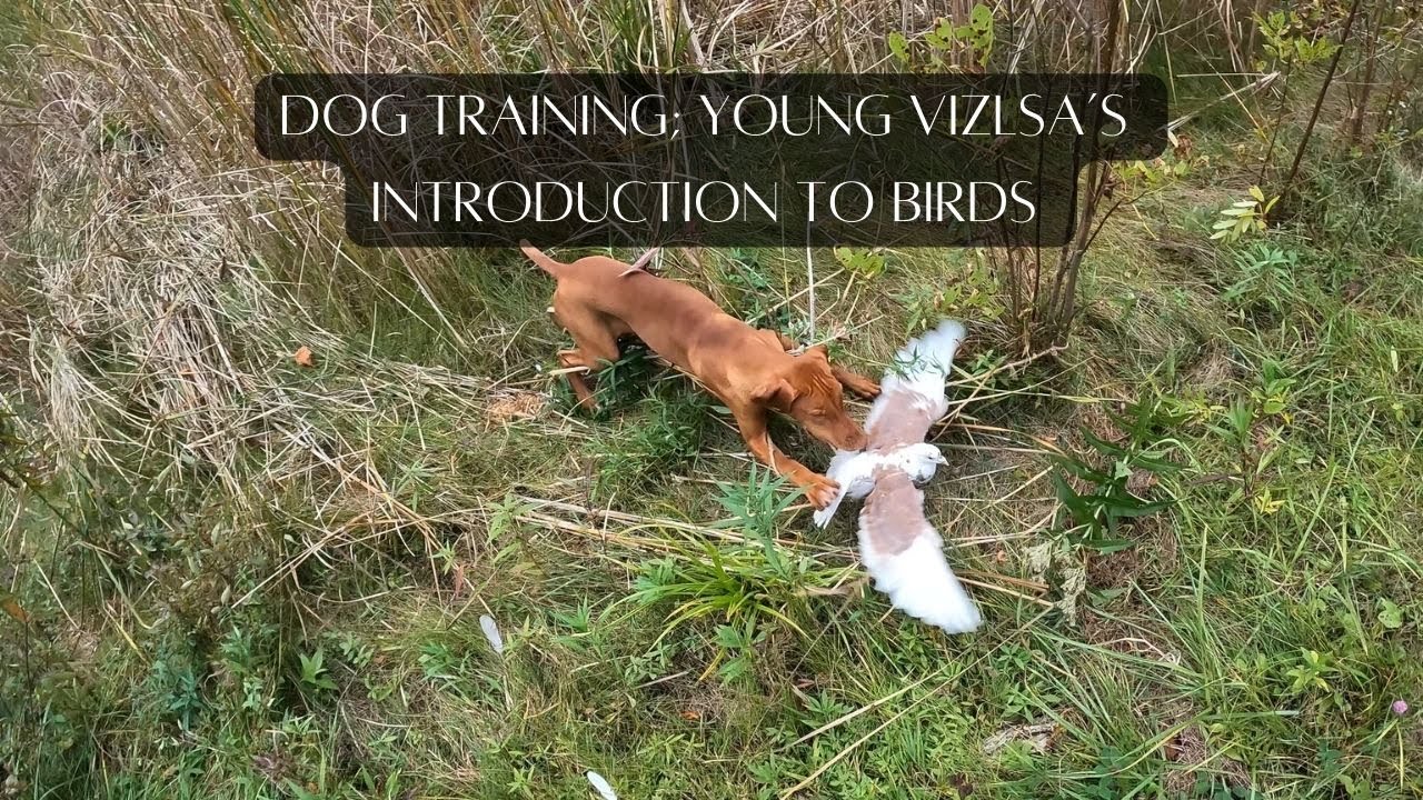 Dog Training; Young Vizsla's Introduction to Birds