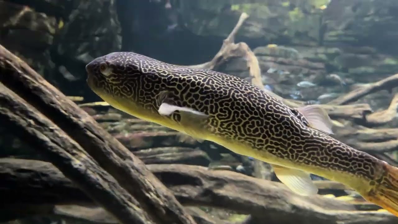 Tennessee Aquarium walk through 2025