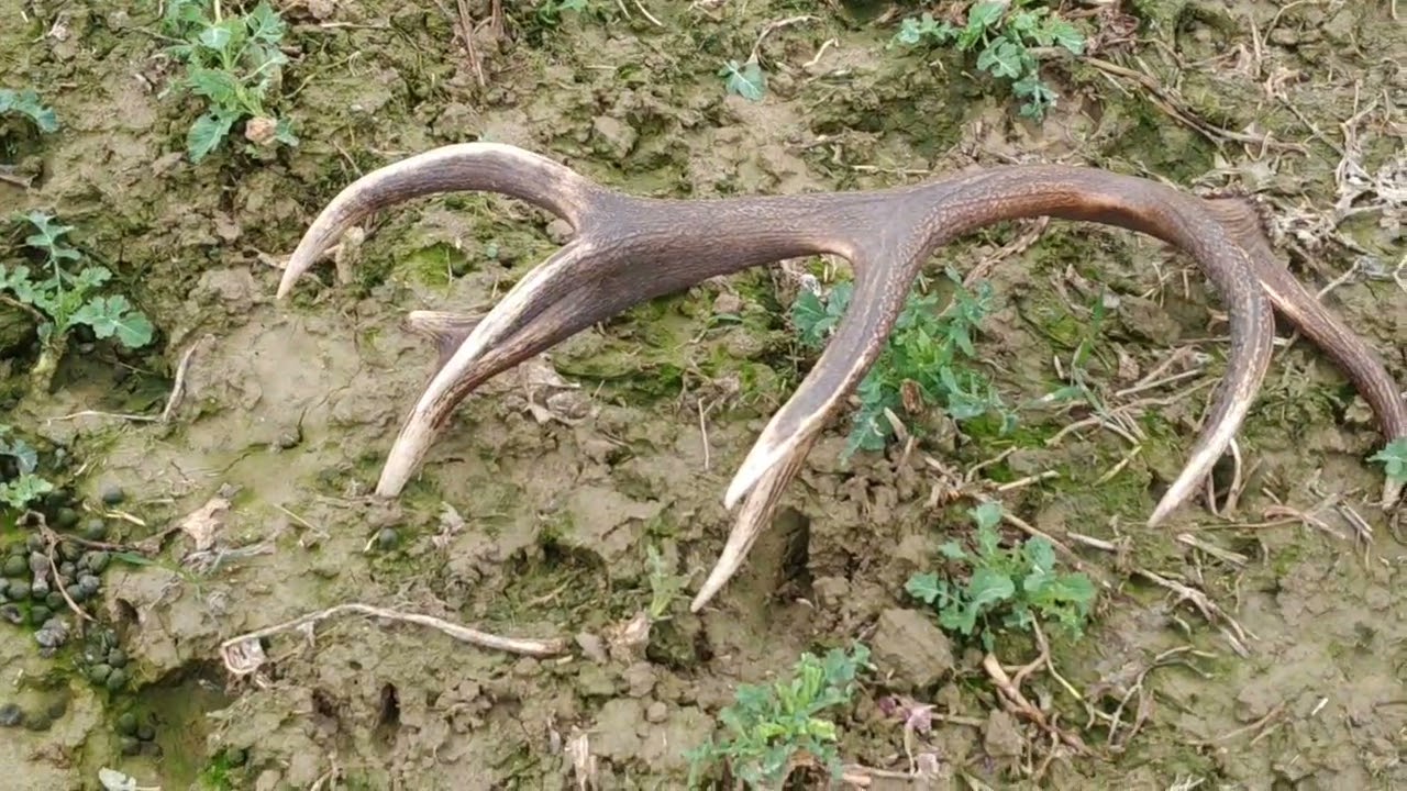 Zaczęło się, zrzuty, poroże, zhody